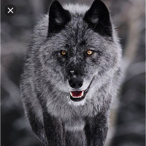 Meet your Posher, Marcus